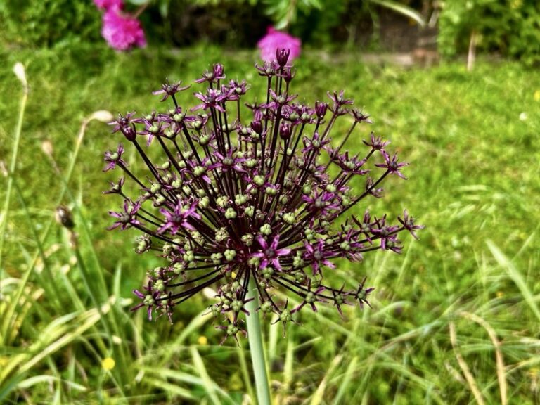 2026_UM4_Schulgarten_20260611_142857686_iOS